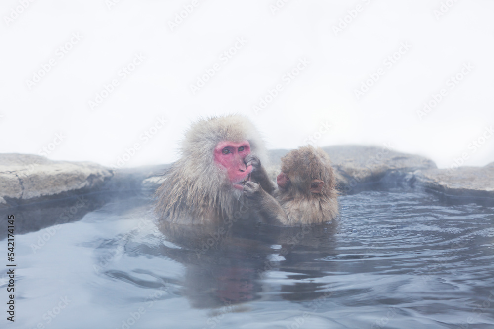 Naklejka premium parent and child Japanese macaque monkeys bathing in a hot spring