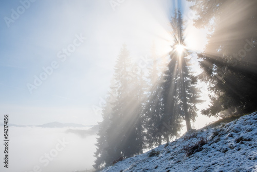 Misty landscape of morning in a moutain forest. Sun rays flowing through the evergreen pine and fir tree branches. Melting first snow
