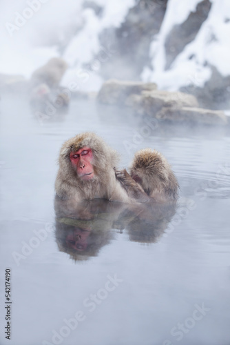 Photography parent and child Japanese macaque monkeys bathing in a hot spring