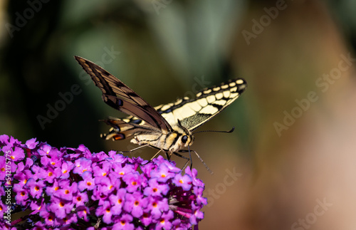 yellow butterfly (swallowtail) on purple flower