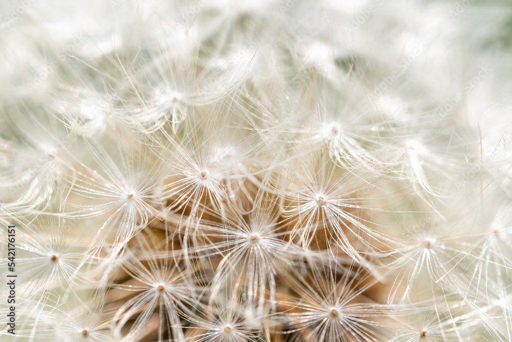 Abstract dandelion flower background closeup with soft focus. Horizontally. Abstract dandelion flower background closeup with soft focus. Horizontally.