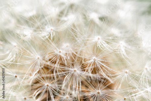 Abstract dandelion flower background closeup with soft focus. Horizontally.