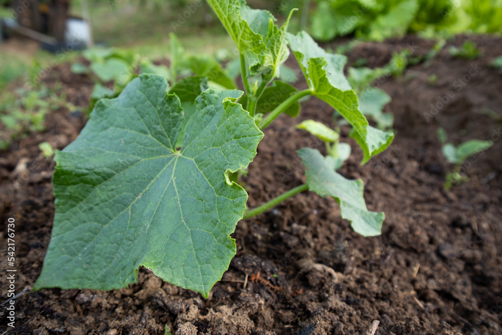 Cucumber seedlings grow on the soil in the garden. Cucumber seedlings grow on the soil in the garden.