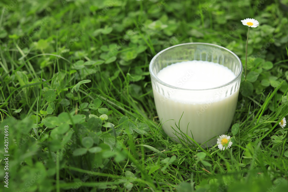 Glass with fresh milk on green grass outdoors, closeup. Space for text Glass with fresh milk on green grass outdoors, closeup. Space for text