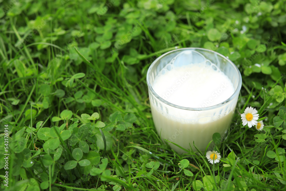 Glass with fresh milk on green grass outdoors, closeup. Space for text Glass with fresh milk on green grass outdoors, closeup. Space for text