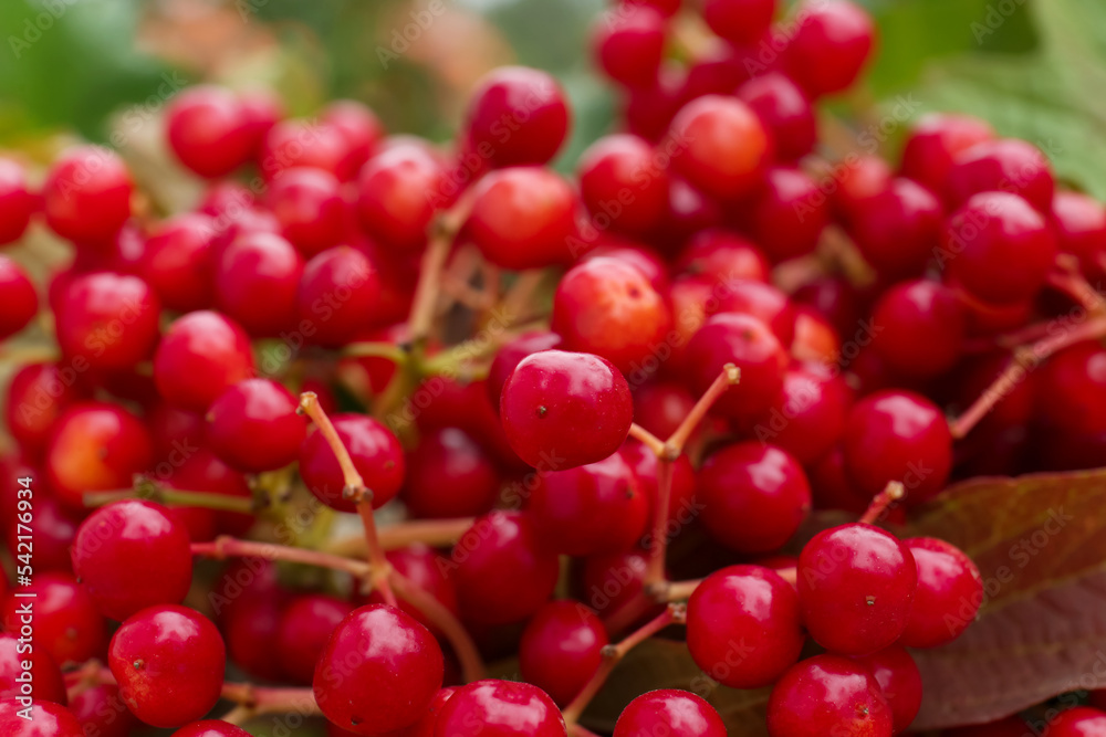 Closeup view of ripe red viburnum berries Closeup view of ripe red viburnum berries