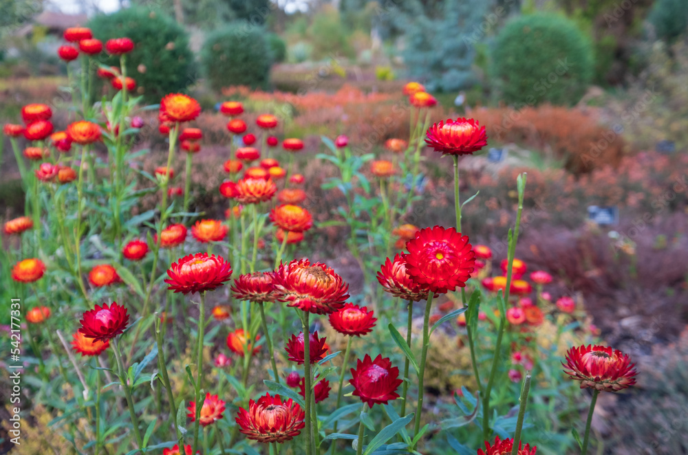Brightly coloured Xerochrysum Bracteatum everlasting flowers, also known as paper daisy, photographed in early autumn in the heather garden at RHS Wisley, Surrey UK. Brightly coloured Xerochrysum Bracteatum everlasting flowers, also known as paper daisy, photographed in early autumn in the heather garden at RHS Wisley, Surrey UK.