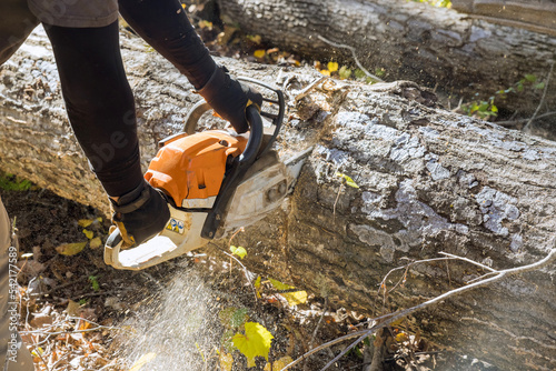 After a violent storm, a municipal worker cuts down an uprooted tree with a chainsaw