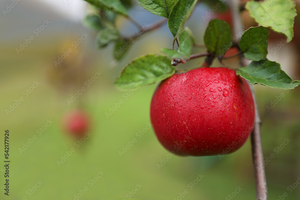 Delicious ripe red apple on tree in garden, space for text Delicious ripe red apple on tree in garden, space for text