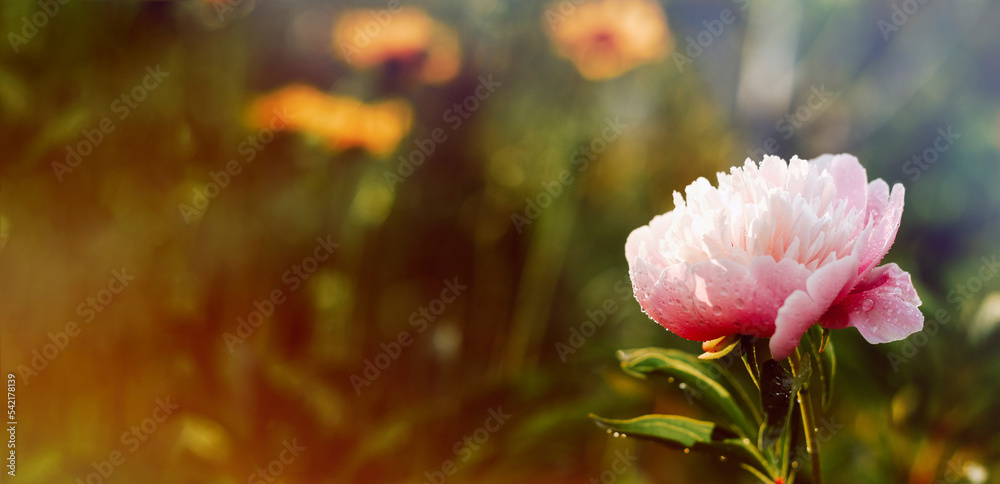Obraz premium Pink flowers peonies or roses. Floral nature background. Copy space.