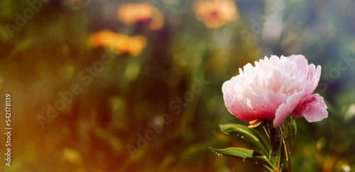 Pink flowers peonies or roses. Floral nature background. Copy space. © Anastasiia K.