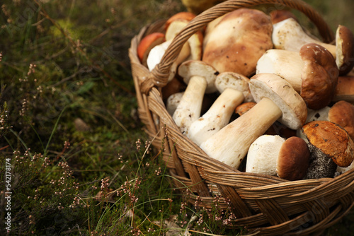 Basket with porcini mushrooms on green grass outdoors, space for text