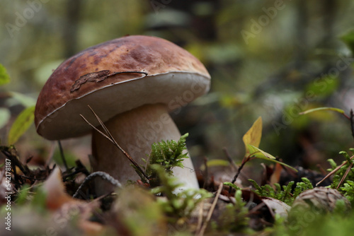 Beautiful mushroom growing in ground outdoors, closeup