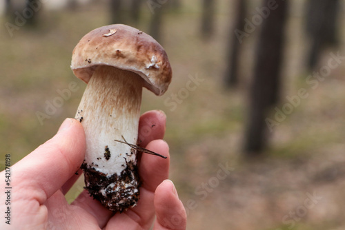 Woman holding beautiful porcini mushroom in forest, closeup. Space for text