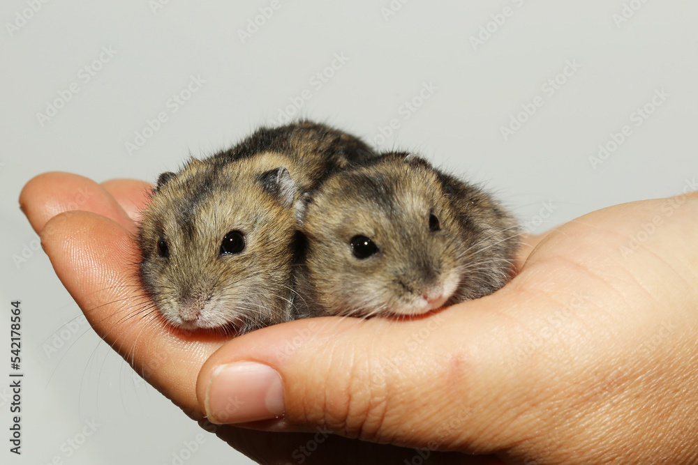Two adorable hamsters are sitting on the palm of a person. Tame rodents.