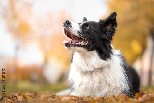 Happy Border Collie during Autumn Season. Smiling Black and White Dog Lies Down in October Park.