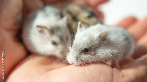 Two white, fluffy hamsters are sitting on the palm of a person, Pets, Close-up