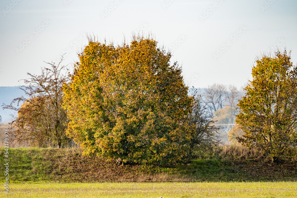 Bäume in Herbst an der Donau in NIederbayern