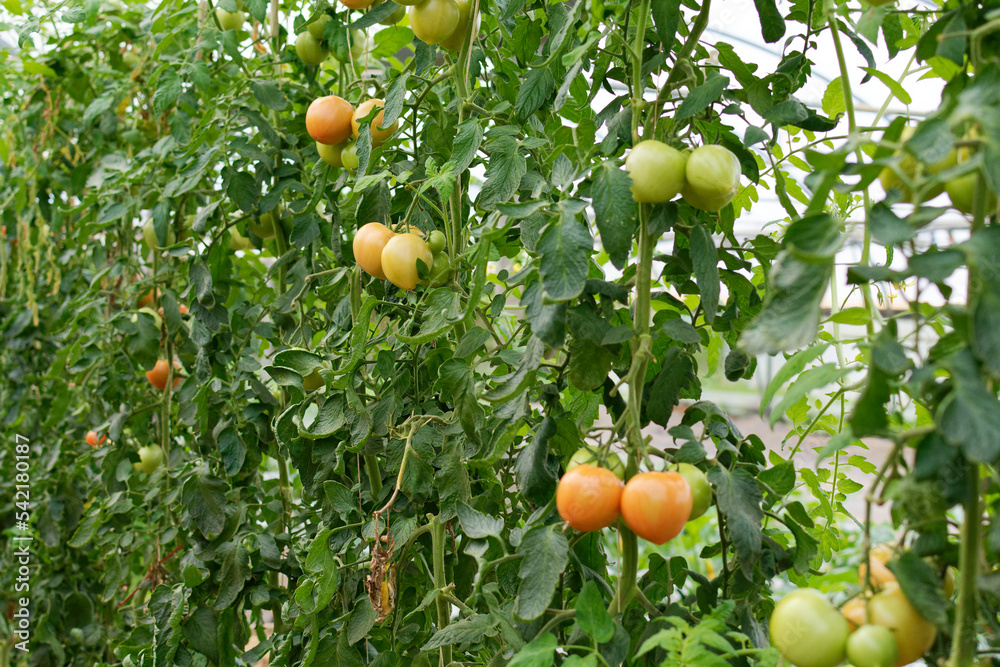 Gros plan sur des cultures de tomates