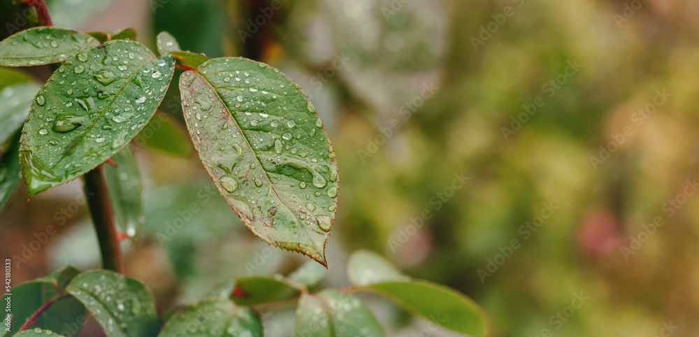 Green leaves after rain. Background of leaves with drops. Copy space. Green leaves after rain. Background of leaves with drops. Copy space.