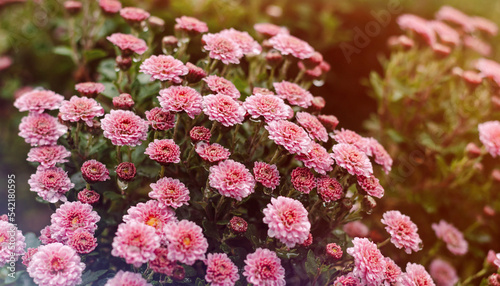 Background of pink autumn flowers. Floral background.