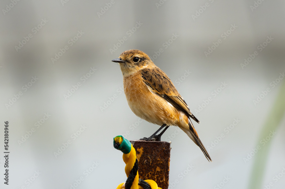 Obraz premium 錆びついた太い棒の上に立つノビタキ