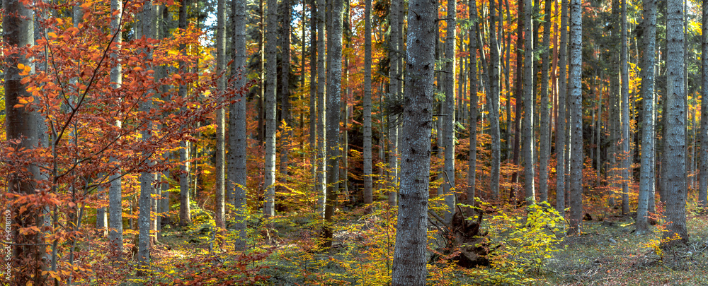 autumn forest in Rula mountains