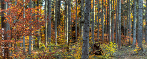 autumn forest in Rula mountains