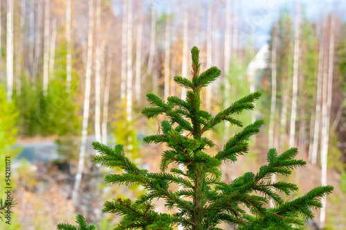 Fir tree close up on autumn forest background