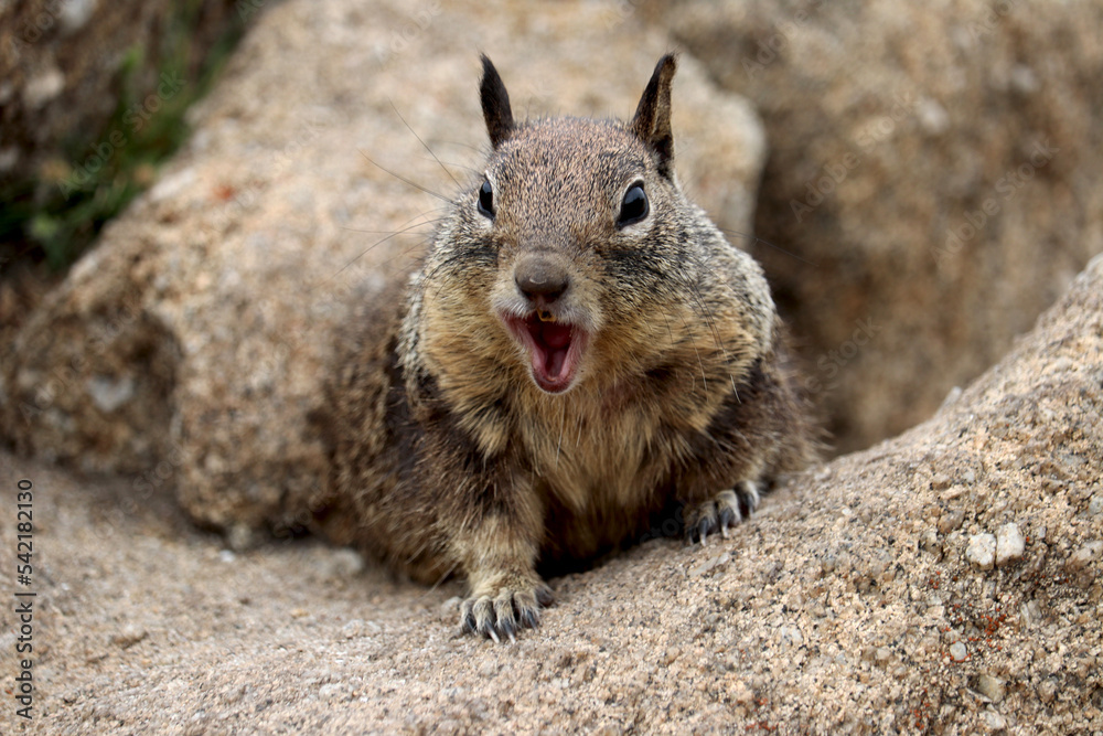 Ground squirrels in California bay area Ground squirrels in California bay area