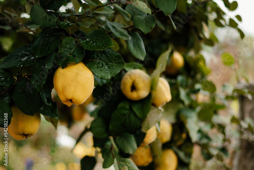 Quince on a tree. Autumn harvest. Healthy organic food.