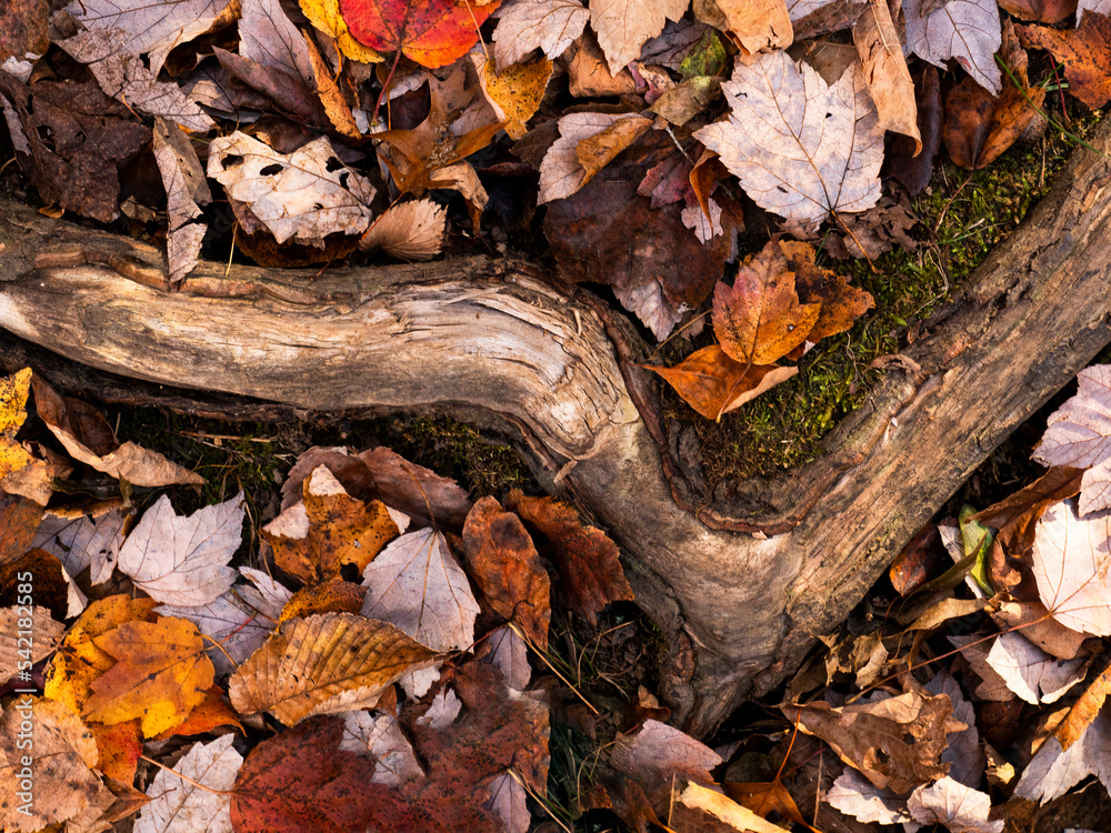 autumn leaves on the ground autumn leaves on the ground