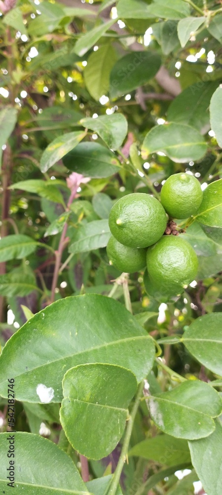 green lemons on tree