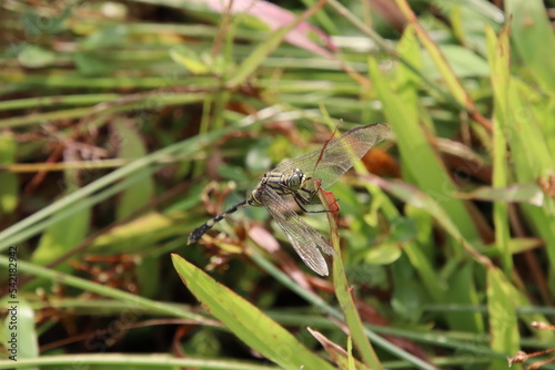 Slender Skimmer Dragonfly on a blade of grass © Khoh Zhi Wei