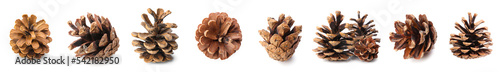 Set of coniferous cones on white background