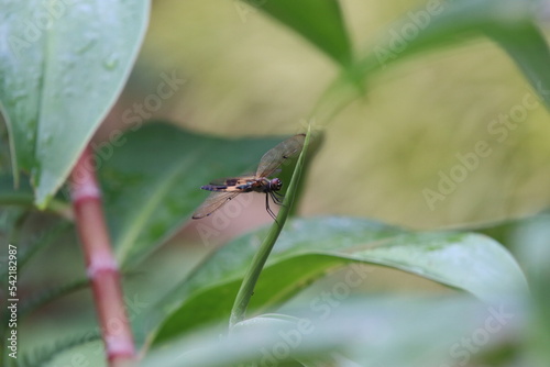 Yellow Striped Flutterer Dragonfly in a garden photo