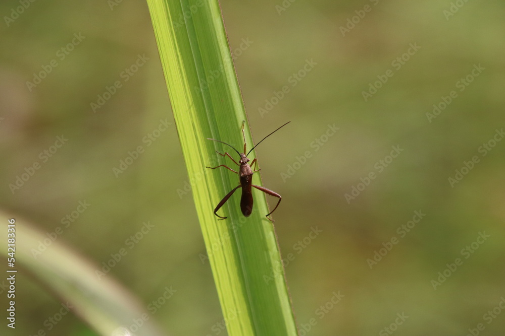 True Insect on a blade of grass True Insect on a blade of grass