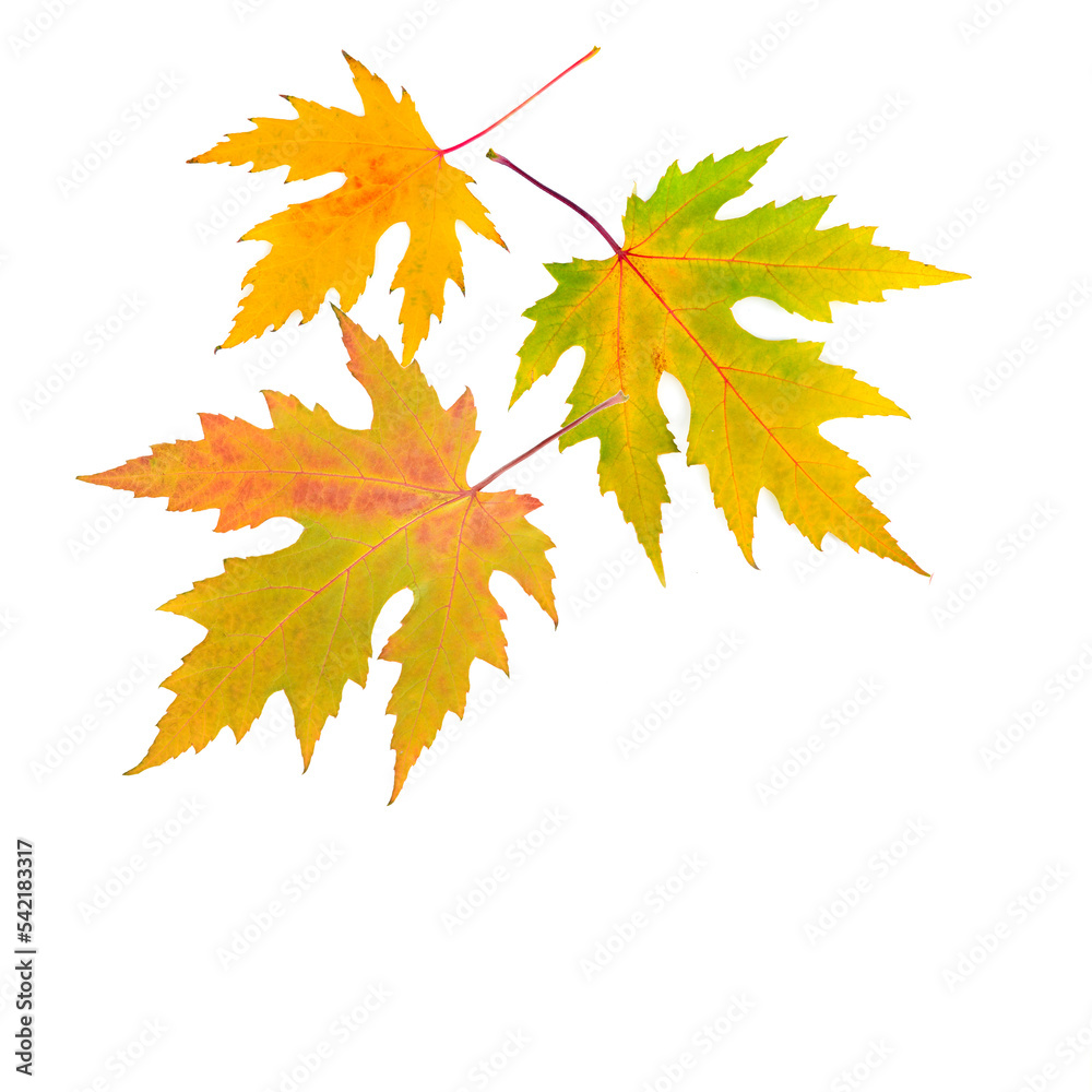 Yellow maple leaves isolated on white . There is free space for text.