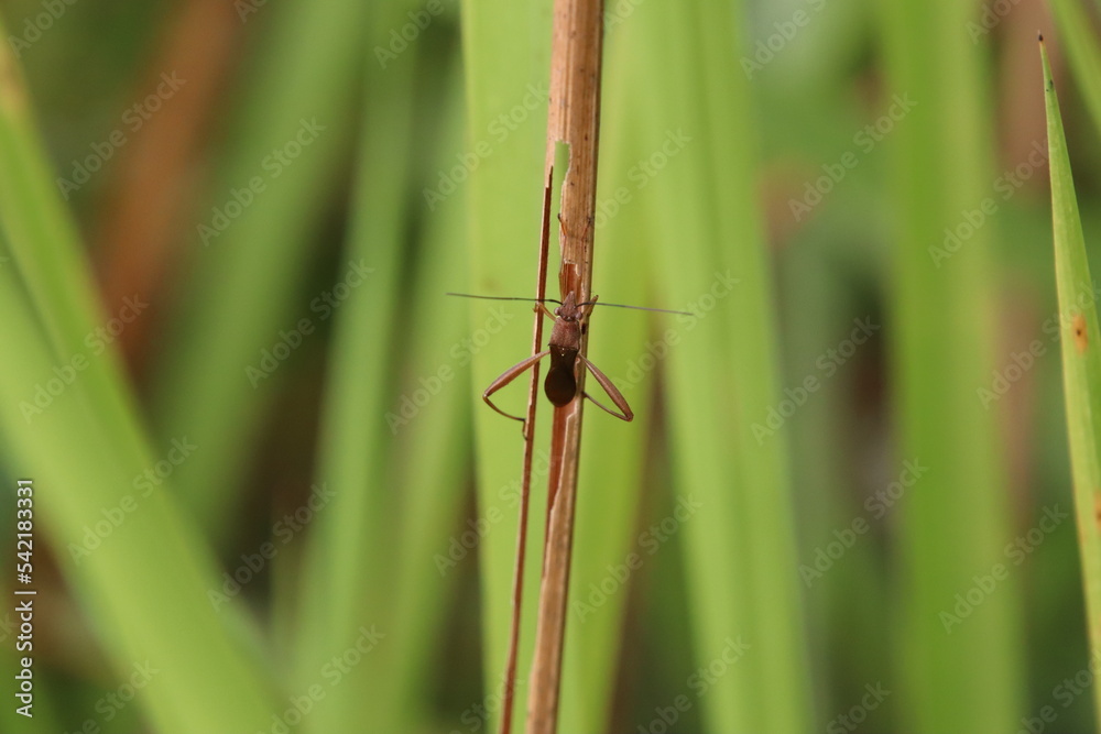 True Insect on a blade of grass True Insect on a blade of grass