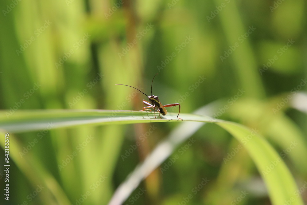 Fototapeta premium True Insect on a blade of grass