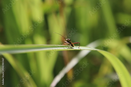 True Insect on a blade of grass