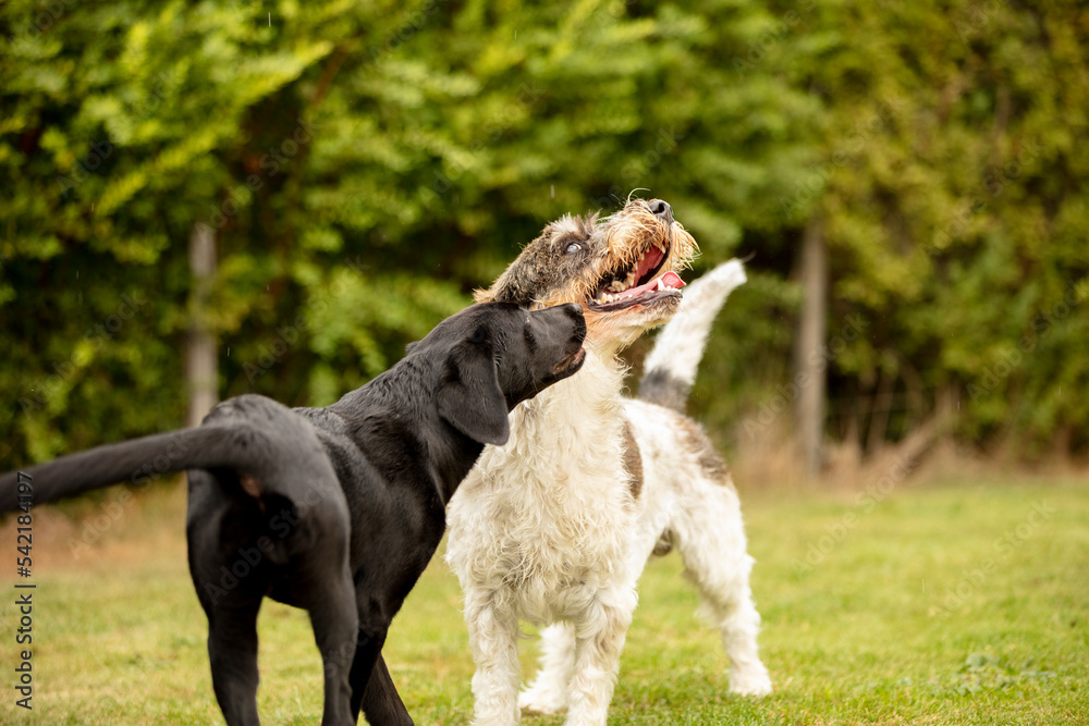 Fototapeta premium two dogs playing