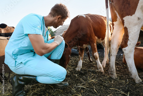 Veterinarian examining cow in paddock on farm