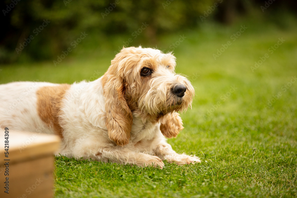 Relaxing dog in park Relaxing dog in park