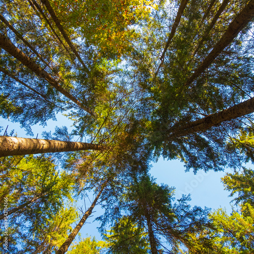 coniferous forest view from below, autumn time