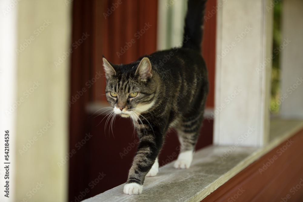 Cat relaxing in the comfort of the house Cat relaxing in the comfort of the house