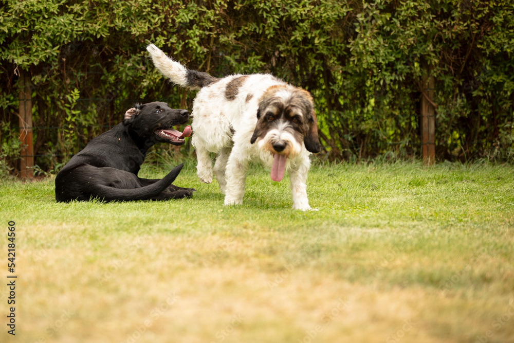 Fototapeta premium two dogs playing
