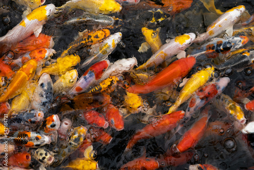 Group of colourful Japanese Koi swimming in the pond