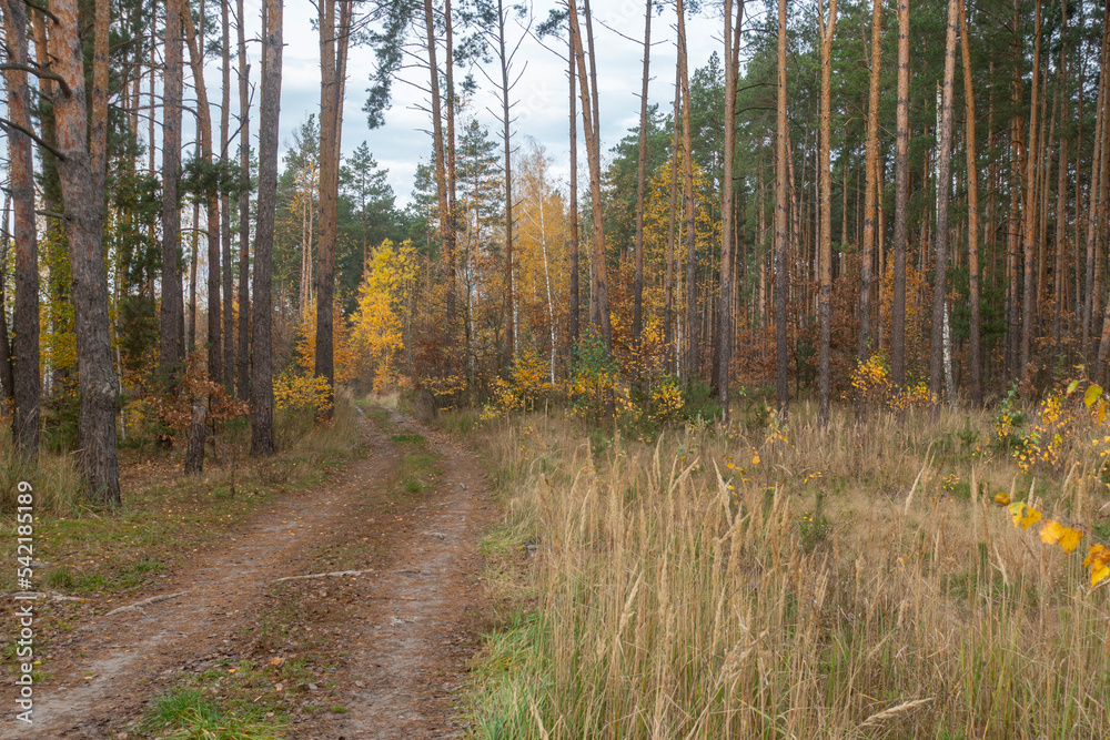 Road in a pine forest on a warm autumn day Road in a pine forest on a warm autumn day