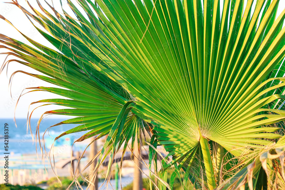 Tropical palm tree outdoors, closeup